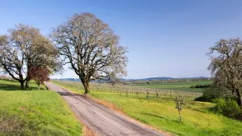 McMinnville’s Queer Renaissance: How Oregon’s Wine Country Is Redefining Small-Town LGBTQ+ Inclusion